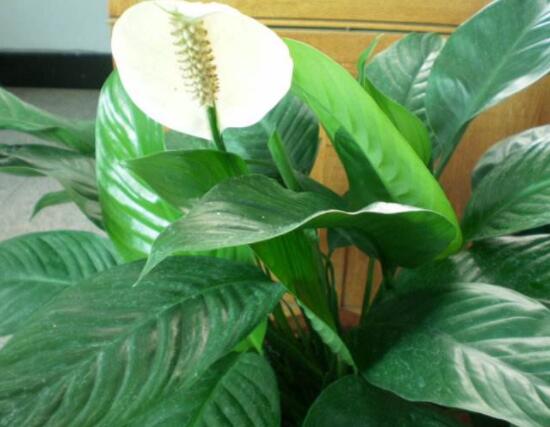 一帆風(fēng)順土培改水培，做好這六大要點(diǎn)即可快速水培生根