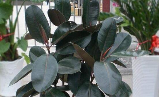 橡皮樹喜歡什么肥料，氮肥為主、磷鉀肥為輔