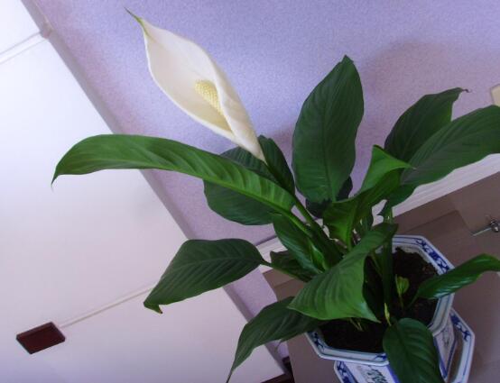 盆栽一帆風順怎么養(yǎng)，教你八個方法便可爆盆