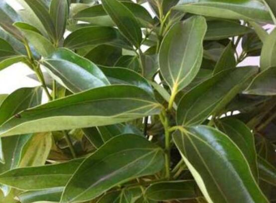 平安樹(shù)圖片大全，凈化空氣，矯正異味