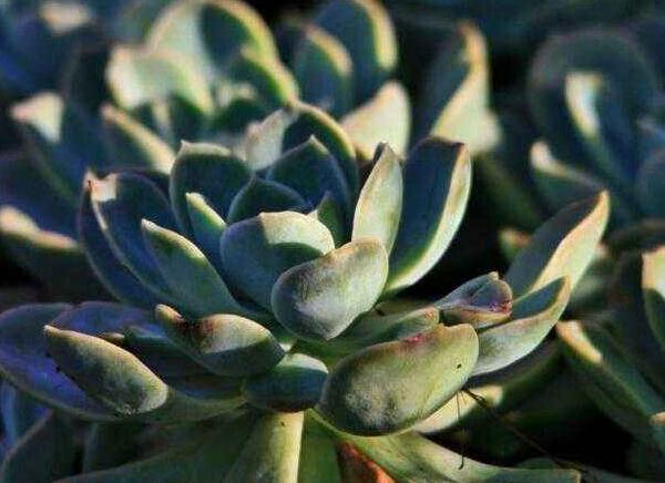 如何養(yǎng)寶石花，寶石花的四季養(yǎng)護(hù)方法介紹