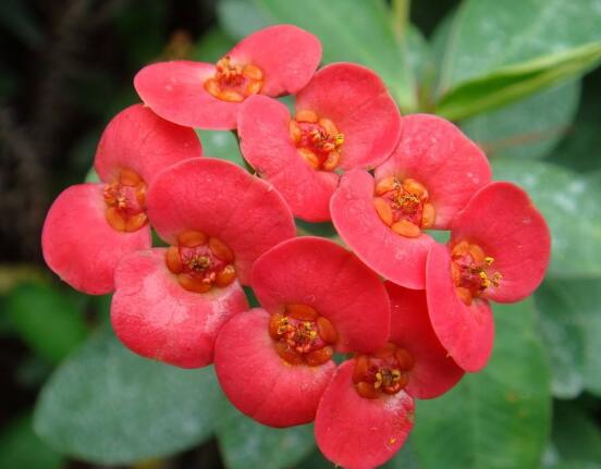 養(yǎng)虎刺梅不吉利嗎，導(dǎo)致全家霉運(yùn)不斷、影響身體健康