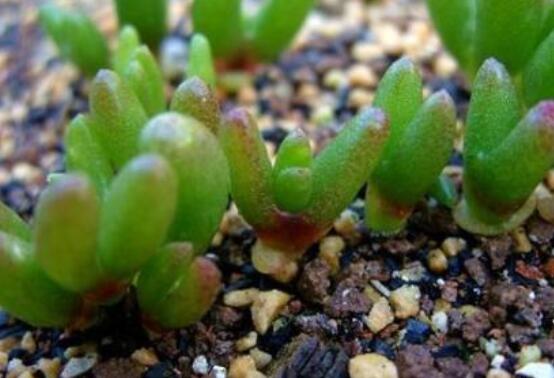 碧光環(huán)爛根怎么辦，兩種爛根防治方法/及時(shí)脫盆修剪消毒