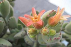 熊童子開花的寓意，生機(jī)勃勃與活力四射