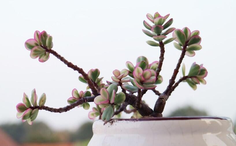 雅樂之舞的寓意，翩翩起舞的優(yōu)美姿態(tài)