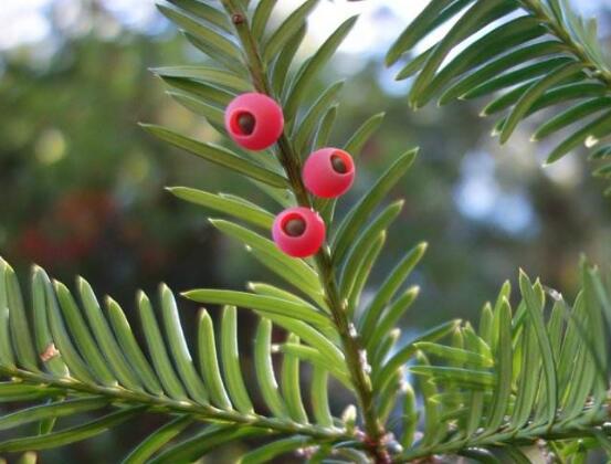 紅豆杉能在室內(nèi)養(yǎng)嗎，美化家居環(huán)境、凈化空氣
