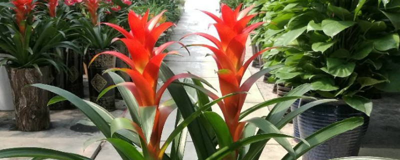 鴻運(yùn)當(dāng)頭的側(cè)芽怎么切