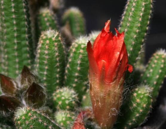 仙人掌為什么不用澆水，因吸水能力太強(qiáng)