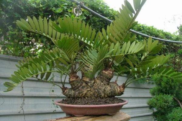 蘇鐵有哪些品種，常見蘇鐵品種介紹