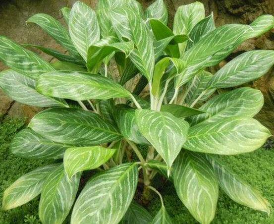 萬年青植物有幾種，盤點最令人欣賞的十大品種