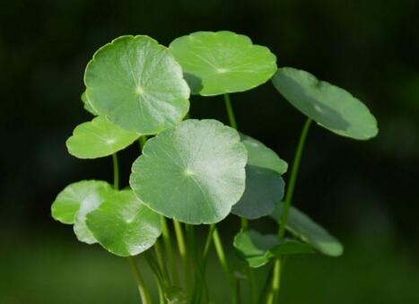 銅錢草適合室內(nèi)養(yǎng)嗎，雖然可以養(yǎng)但是要注意以下幾點(diǎn)