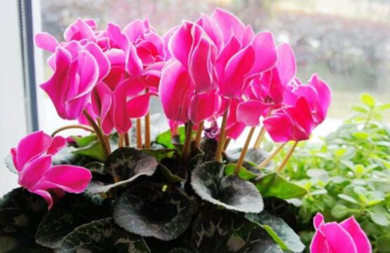 仙客來葉子嚴重發(fā)黃，老農(nóng)總結最直觀三種解決辦法