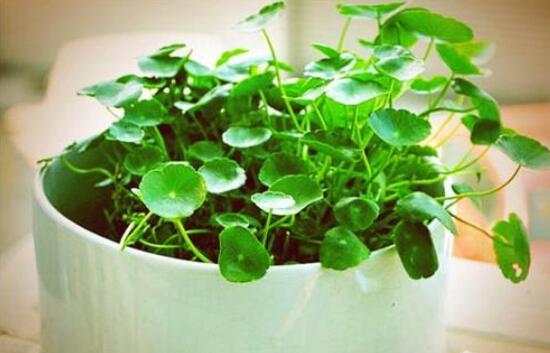 銅錢草的養(yǎng)殖方法和注意事項，老農(nóng)總結(jié)八大基本方法