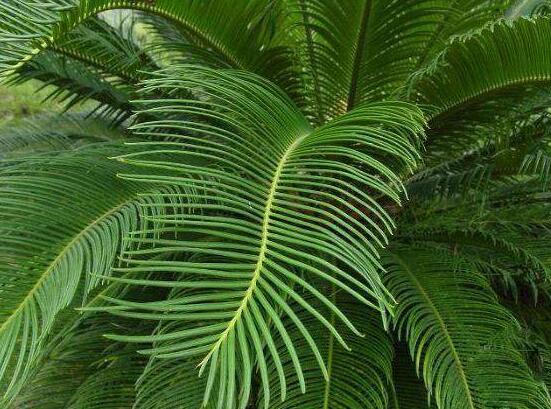 鐵樹能放臥室嗎，盡量不要放（與你爭奪氧氣、呼吸受阻）