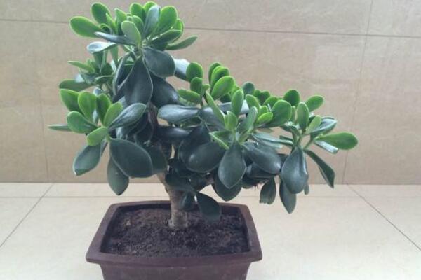 燕子掌葉子可以噴水嗎，不建議噴水可用濕毛巾擦拭葉片