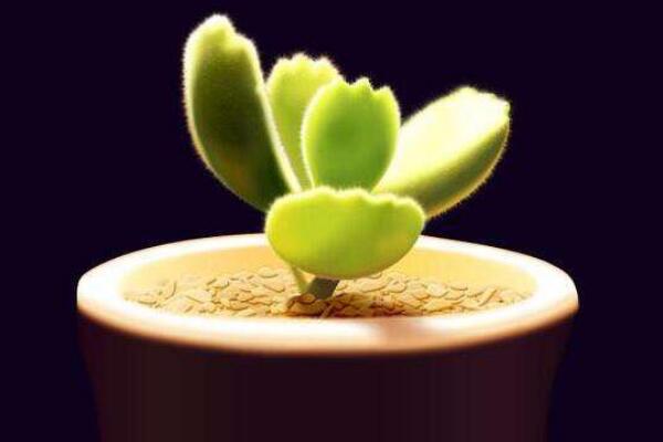 熊童子爪子不紅怎么辦，季節(jié)變換也會(huì)導(dǎo)致它的爪子不紅