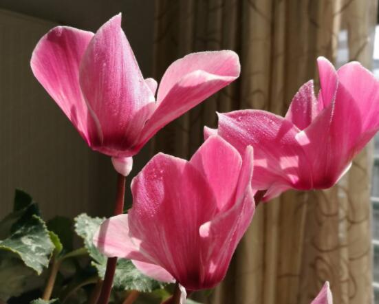 仙客來不長新葉怎么辦，多半是盆土澆水光照導(dǎo)致