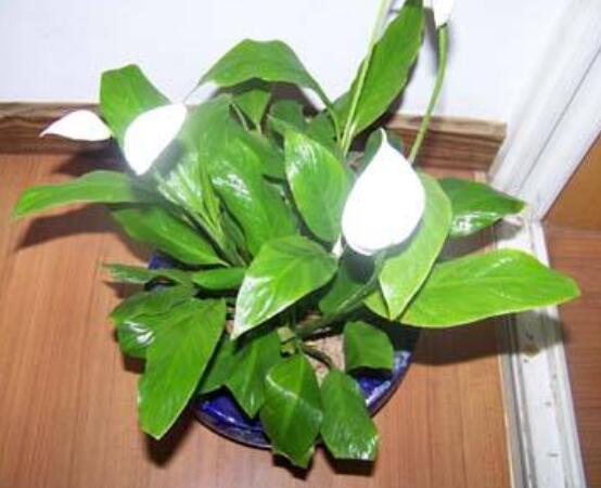 一帆風(fēng)順花蔫了怎么辦，教你四種解決辦法(花大色艷)