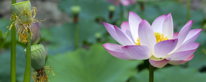 水培荷花的養(yǎng)殖方法和注意事項(xiàng)