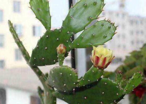 仙人掌變黃的原因是什么，四種原因以及解決方法
