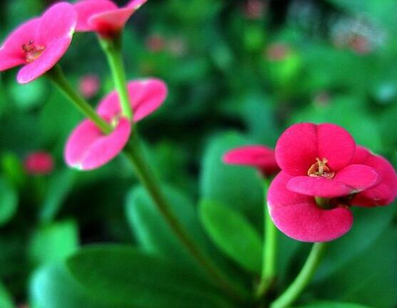 虎刺梅花期多少天，一年四季均可開花(養(yǎng)殖得當(dāng))