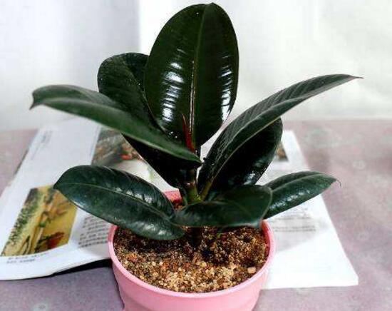 橡皮樹(shù)爛根什么原因，橡皮樹(shù)爛根怎么辦