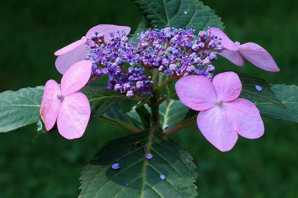 繡球沒(méi)有花苞怎么辦