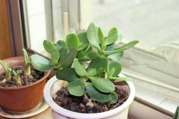 燕子掌葉子發(fā)黃怎么辦，5步即可解決葉子發(fā)黃問題