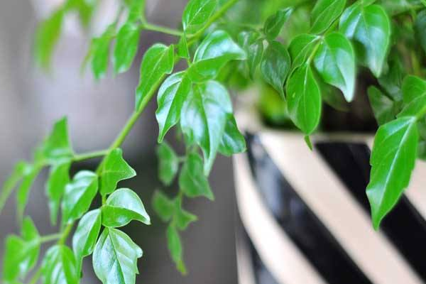 平安樹怎么扦插繁殖，五步教你簡單學(xué)會