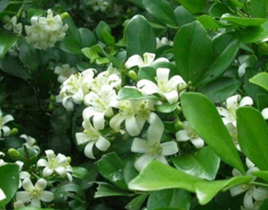 九里香花語是什么，九里香花的寓意象征愛情