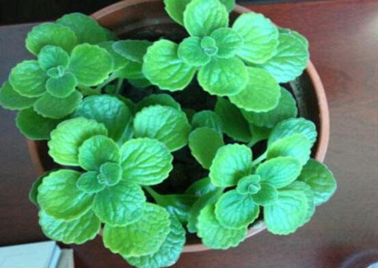 碰碰香如何澆水，做到見干見濕原則