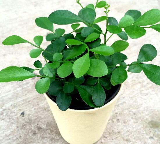 九里香怎么繁殖，九里香扦插繁殖方法