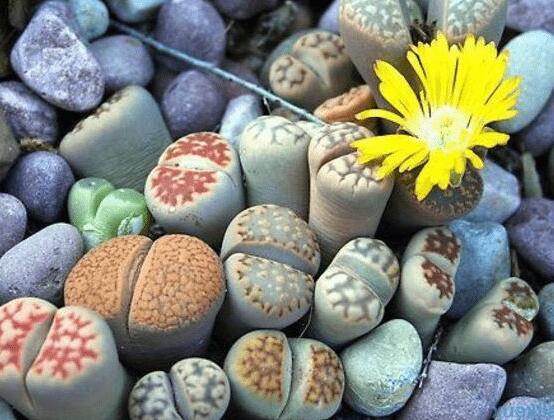 生石花夏天發(fā)皺，保持散射光環(huán)境/盆土疏松透氣