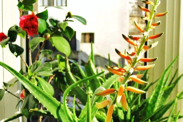 蘆薈開花什么預(yù)兆，代表吉祥順意的好兆頭