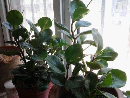 碧玉花葉子發(fā)黑怎么辦，四種原因以及解決辦法