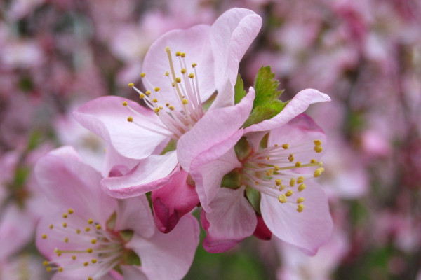 桃花是什么季節(jié)開(kāi)的