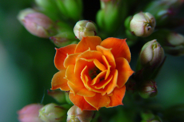 長(zhǎng)壽花是多肉嗎