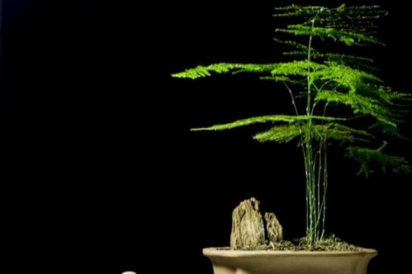 剪下來(lái)的文竹能插活嗎，文竹扦插繁殖的秘訣