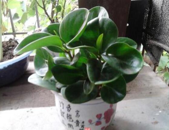 碧玉花怎么修剪，五個基本步驟修剪更加美觀