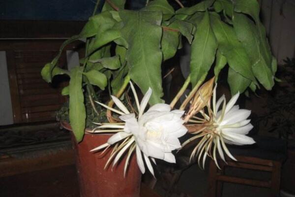 家庭養(yǎng)曇花的禁忌，擺放禁忌與風(fēng)水禁忌