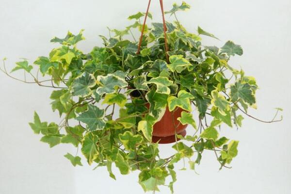 金邊常春藤的養(yǎng)殖方法，以磷鉀肥為主少施氮肥