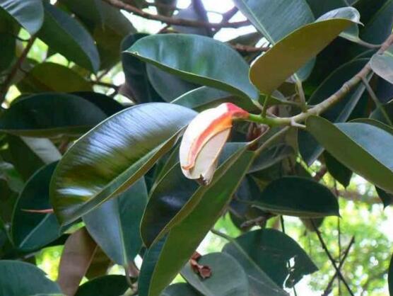 橡皮樹怎么繁殖，橡皮樹繁殖方法