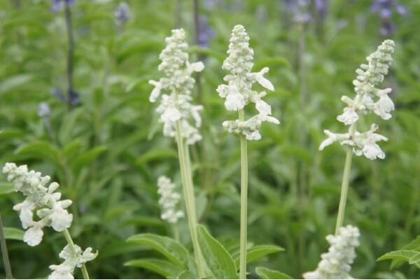 紫色薰衣草花語是什么，等待愛情的奇跡