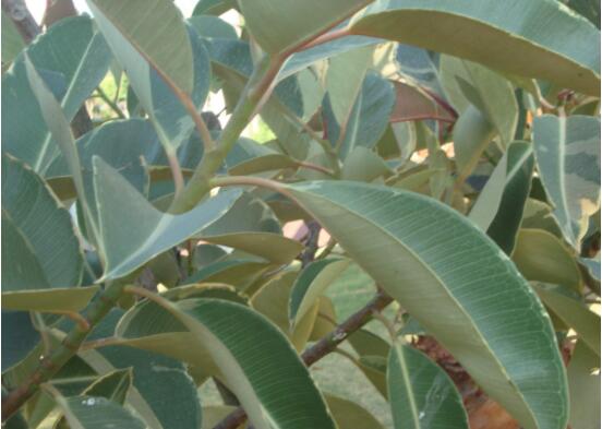 橡皮樹長(zhǎng)黑斑怎么辦，兩種原因以及解決辦法