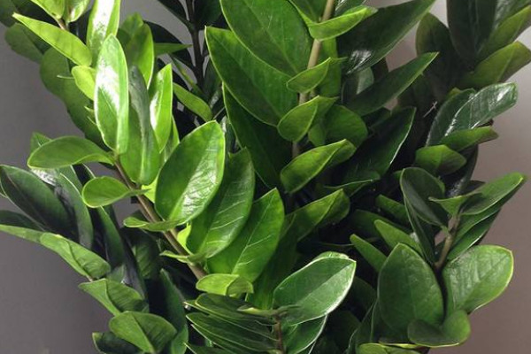 金錢樹秋季怎么養(yǎng)護