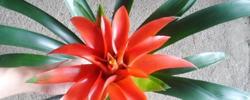 鴻運當(dāng)頭爛根怎么修剪