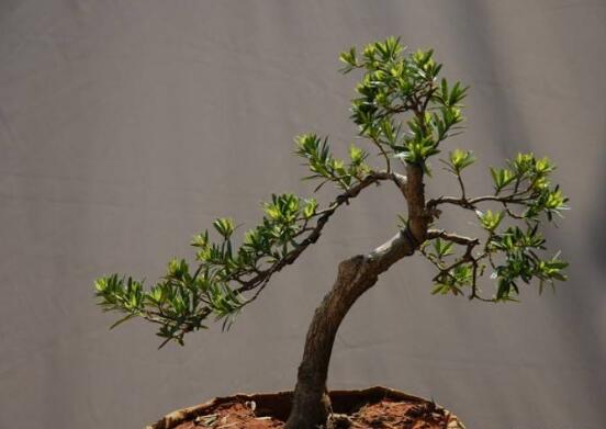 羅漢松的繁殖方法，羅漢松五大繁殖方法