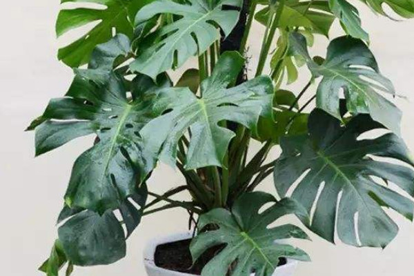 龜背竹葉子發(fā)粘是怎么回事