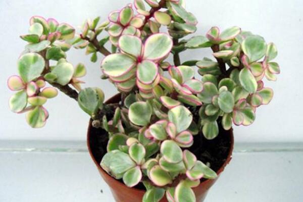 如何種雅樂(lè)之舞，三步即可完成雅樂(lè)之舞的種植