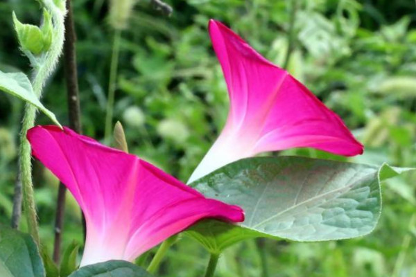 牽?；ㄓ卸久? src="/nongchan/d/file/20201223/vqpb0sz40xw.jpg" / data-Migu="OlJRoc"></p>
<p data-l28t="ozjQIo">
	牽?；ㄖ仓晔怯卸拘缘摹颗；▽儆谟卸镜闹参铮浠ò?、葉片、根莖、種子中都存在毒性，且種子中的毒性較強(qiáng)。但是牽?；ㄖ参镆话阍谡`食之后人們才會(huì)出現(xiàn)中毒的現(xiàn)象，所以一般種植過(guò)程中不能將其放在兒童可以接觸的環(huán)境中。</p>
<p data-76Hh="XUtMlZ">
	<strong data-YPhq="cjvTON">2、提供水分</strong></p>
<p data-fDoW="rmrAg6">
	<img alt=